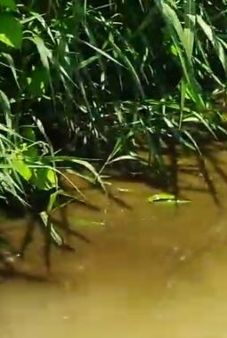 DLH Sumut Segera Turun, DPRD Beri Ultimatum: Jika Tak Ada Perbaikan, Komisi A Siap Lakukan Sidak di Kasus Bah Bolon