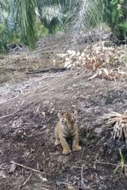 SEEKOR ANAK HARIMAU DI JUMPAI PEKERJA DI AREAL PERKEBUNAN SAWIT MILIK WARGA.DI DUGA INDUK NYA ADA DI SEKITAR PERKEBUNAN ITU.